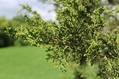 Juniperus chinensis (Chinese Juniper) - Mount Royal Seeds