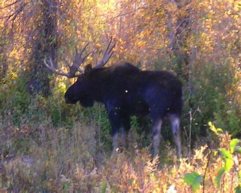 Help Halt Drilling on Crucial Moose Habitat - The National Wildlife Federation Blog