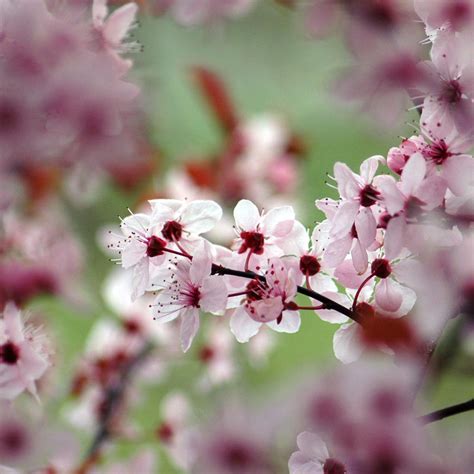 hawthorn blossom by zaphod66 on DeviantArt