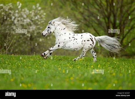 Shetland Pony Miniature Appaloosa galloping meadow Stock Photo - Alamy