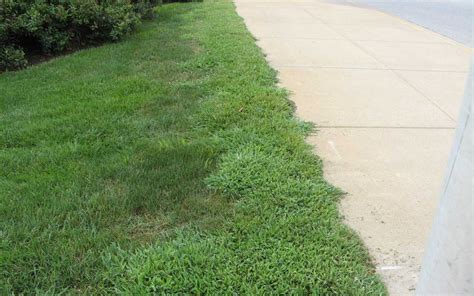 How to Control Crabgrass – Floralawn