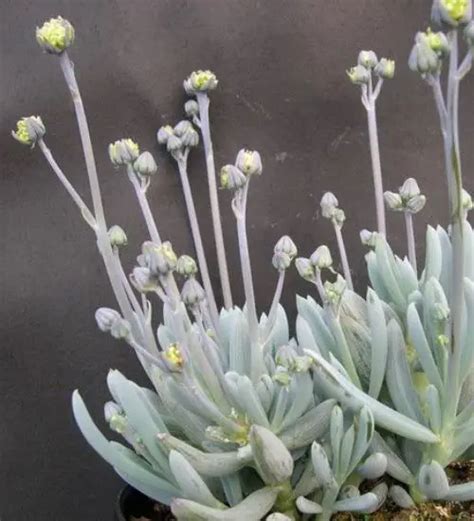 Senecio Serpens - Succulent Guide