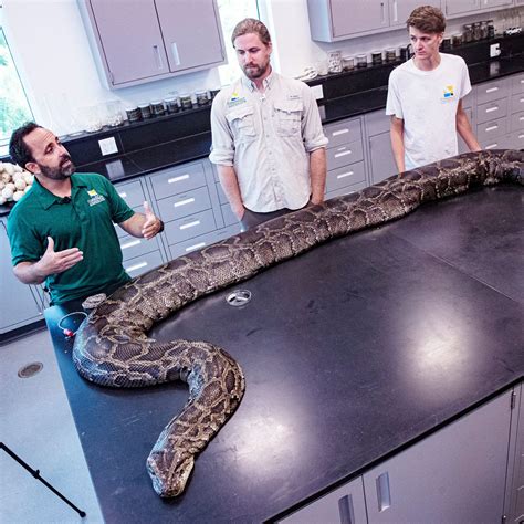 How Big Are Burmese Pythons? - ReptileStartUp.com