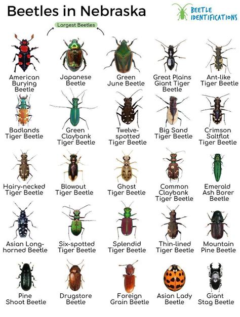 Types of Beetles in Nebraska with Pictures