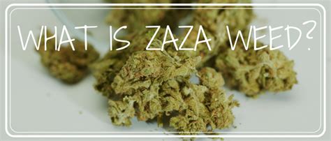 What Is Zaza? - Herb Approach