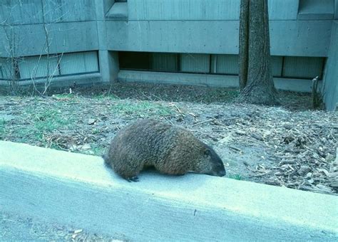 Celebrating Groundhogs | Outside My Window