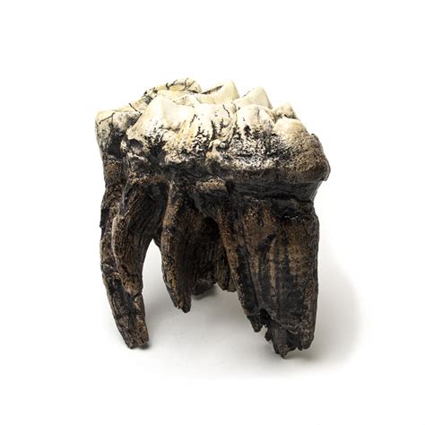 Mastodon Tooth Replica