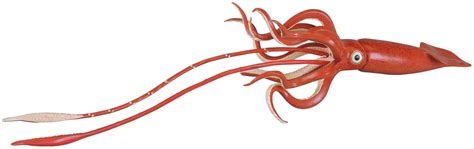 Squid PNG Images Transparent Free Download