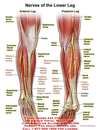 Nerves of the Lower Leg