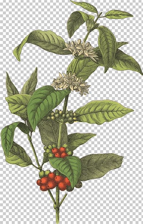 Coffee bean cafe botanical illustration arabica coffee png free download – Artofit