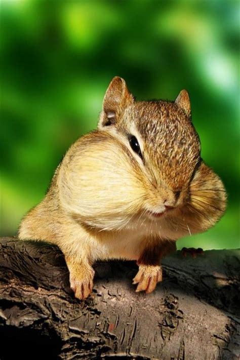 Funny chipmunk pictures - Gallery | eBaum's World