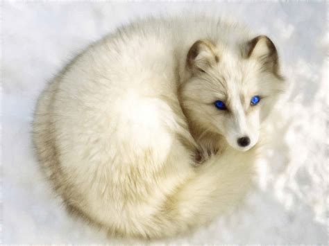 Arctic Fox Wallpapers Images Photos Pictures Backgrounds