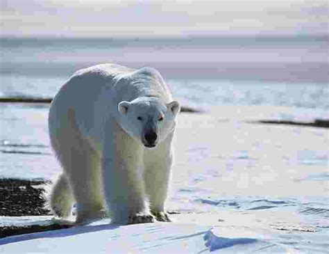 Spitsbergen, East Greenland and Iceland | Intrepid Travel US