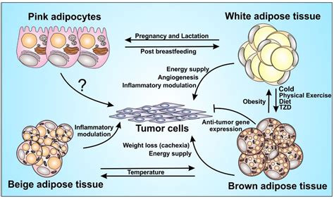 natural big view: Inflammation Of The Tissue Connecting Bones And Muscles