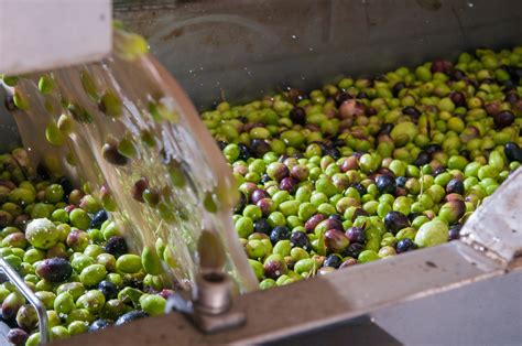 How is Olive Oil Made? | OliveOil.com