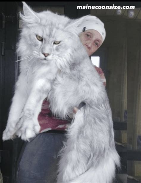 Giant Maine Coon Cats : Breeders, Size, Temperament & Care