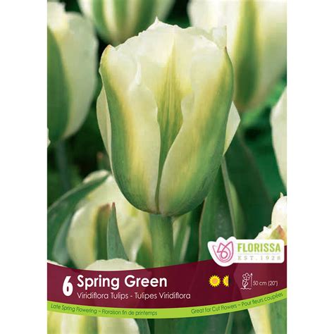 Tulip Bulbs | Arts Nursery Ltd