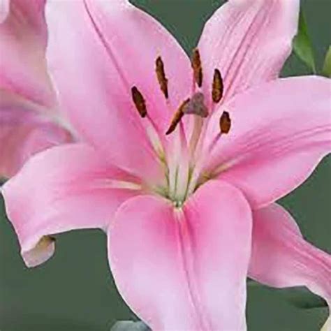 Asiatic Lily Bulbs at Rs 30/piece | Asiatic Lily Bulbs in New Delhi | ID: 27184924348