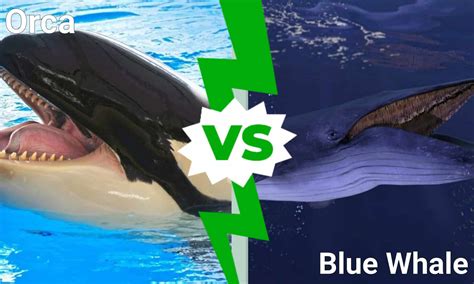 Orca vs Blue Whale: Who Would Win in a Fight? - Wiki Point