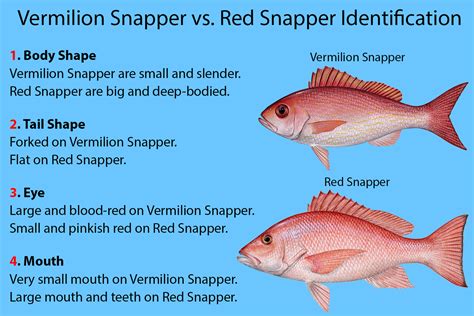 Vermilion Snapper vs. Red Snapper (Updated 2023)