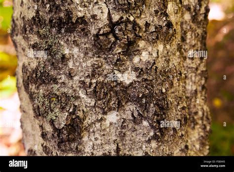 A beech tree showing signs of Beech Bark Disease or Beech Bark Fungus, New Hampshire USA Stock ...