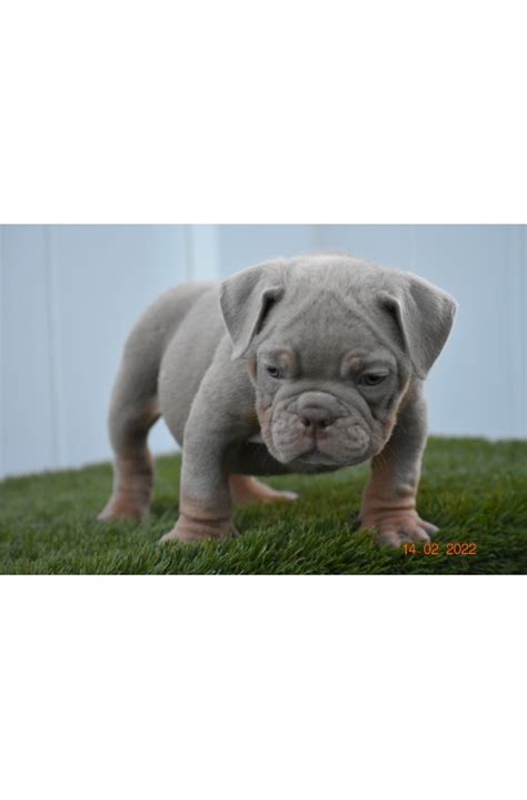 Blue Tri Male American Bully Puppy