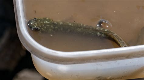 California tiger salamander larvae – renae.org