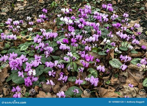 Cyclamen coum stock photo. Image of nature, growing - 169880128