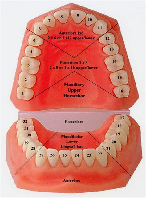 Dental Dictionary and Tooth Charts | Dental anatomy, Dental health, Dental