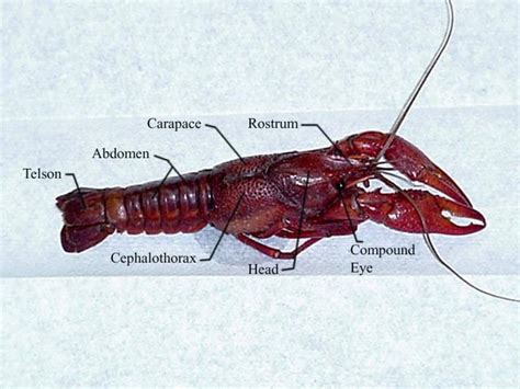 002. External Anatomy – Penn State Altoona Biology 110