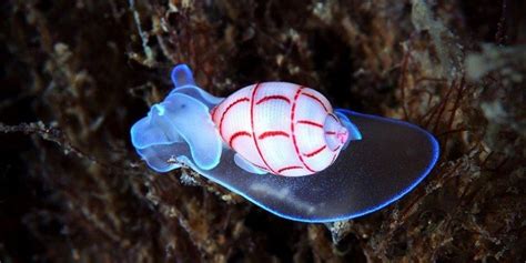 Bioluminescent Animals: 11 Incredible Glowing Species⚡