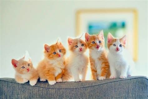 5 Cute Kittens Wallpaper - Kitten Baby Cute Cat -HD Wallpaper | Kitten wallpaper, Kittens cutest ...