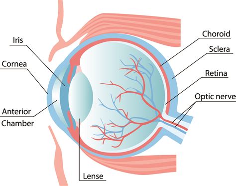 What Eye Conditions Qualify for Laser Treatment in Glen Burnie?