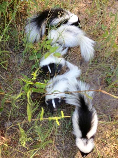 Skunk Trap – Humane Wildlife Removal