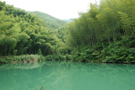 Bamboo Forest, China | Bamboo forest, Forest, Outdoor