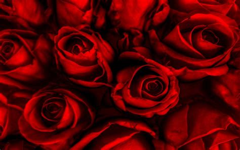 Red Roses Buket 34 : Wallpapers13.com