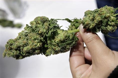 After Uttarakhand, Madhya Pradesh Set To Legalize Cultivation Of Cannabis For Medical Purposes