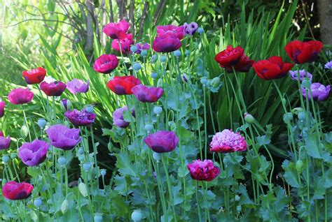 dysnomia...: Poppies in July