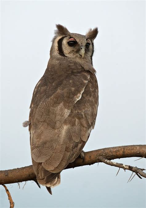 Giant Eagle Owl | Fauna | Pinterest