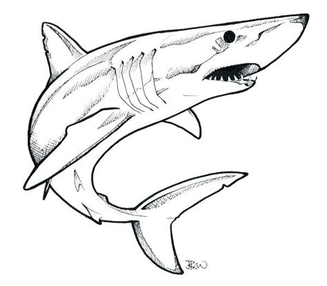 Mako Shark Drawing