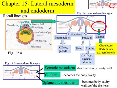 Chapter 15- Lateral mesoderm and endoderm