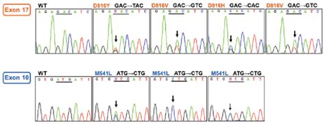 c-KIT mutation electropherograms. Representation of peaks corresponding ...