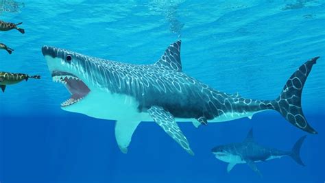 'Supernovae behind extinction of prehistoric giant shark' - Jammu Kashmir Latest News | Tourism ...