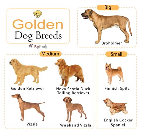 List of Golden Dog Breeds WIth Pictures | 101DogBreeds.com