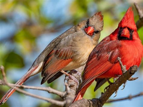 Rare Half Male, Half Female Cardinal Photographed In Pennsylvania | Across Pennsylvania, PA Patch