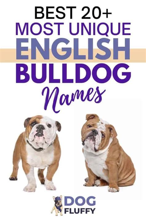 Best-20-Most-Unique-English-Bulldog-Names-PIN - Dog Fluffy