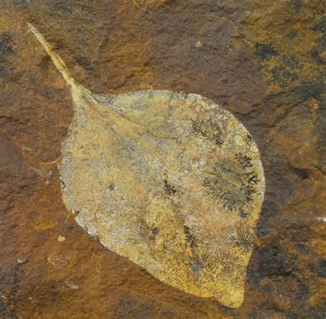 2" Paleocene Fossil Leaf (Cocculus) - North Dakota For Sale (#95519) - FossilEra.com