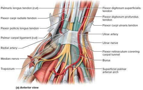 Carpal Tunnel Syndrome - Causes, Treatment, Splint & Surgery