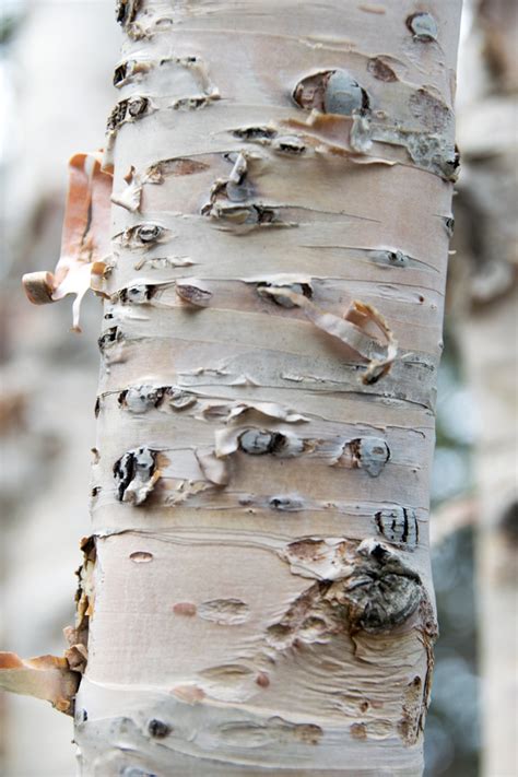 Betula papyrifera (Canoe Birch, Kenai Birch, Mountain Paper Birch ...