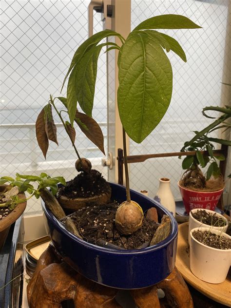 My attempt at avocado bonsai. One is super happy. The other…, not so much. : r/avocado